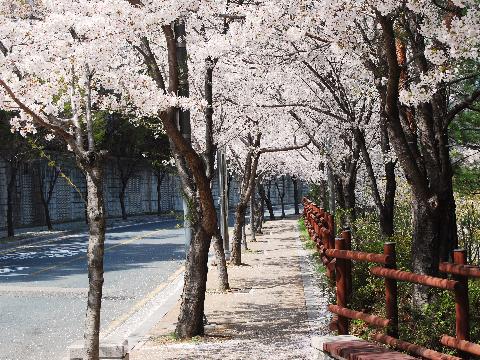 완연한 봄 벗꽃이 활짝~